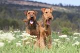 AIREDALE TERRIER 168
